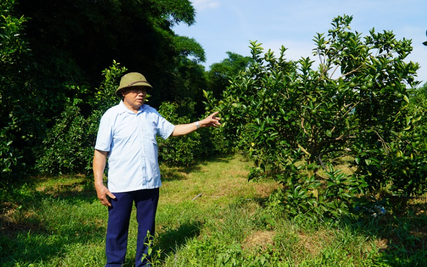 Ông Đinh Văn Bê, người tiên phong tích tụ đất đai và chuyển đổi cây trồng cam tại thôn Phâng Khánh, xã Cẩm Thạch.