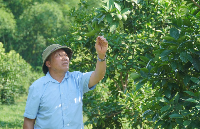 Vườn cam rộng 3,5 ha được trồng trên đất đồi trung du, tận dụng hiệu quả quỹ đất bỏ hoang sau khi chuyển đổi từ trồng luồng.