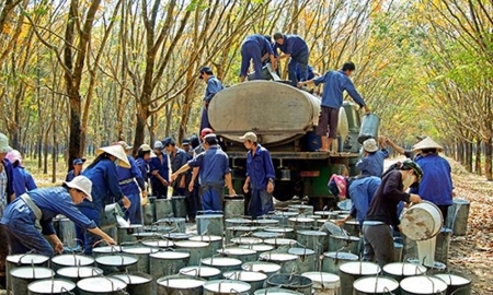 Xuất khẩu cao su tăng mạnh, giá phục hồi nhanh