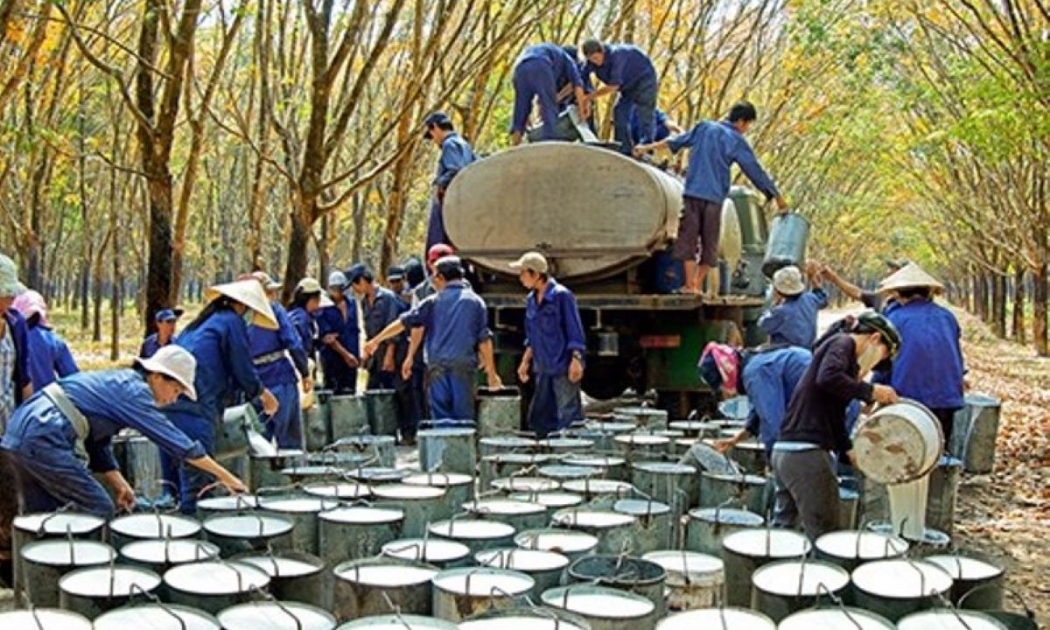 Mặc dù diện tích và sản lượng cao su trong nước đã vượt mục tiêu đề ra, nhưng vẫn chưa đủ đáp ứng nhu cầu xuất khẩu.