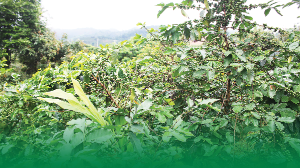 Cà phê giảm phát thải: Con đường nông nghiệp xanh của Sơn La