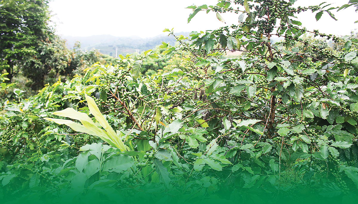 Vườn cà phê sinh thái tại Công ty Cổ phần Phúc Sinh Sơn La.