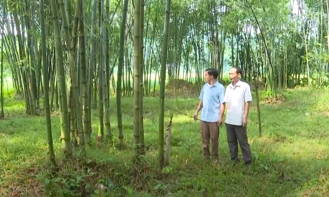 Cây Luồng ở Phú Lệ hiện nay được người dân mà chăm sóc kỹ lưỡng, bón phân định kỳ để tăng sức sống cho rừng.