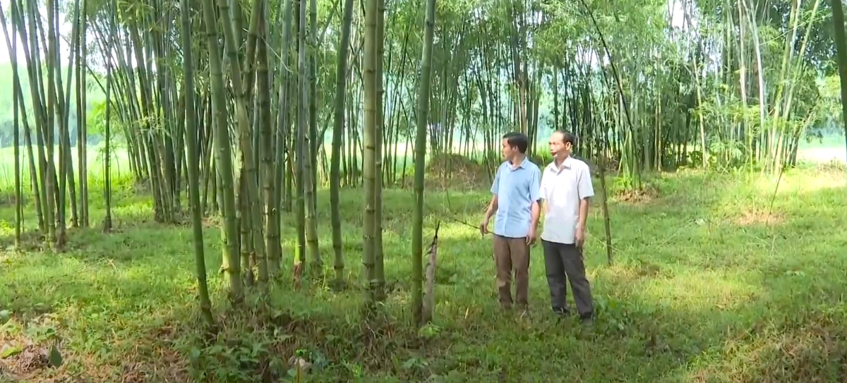 Cây Luồng ở Phú Lệ hiện nay được người dân mà chăm sóc kỹ lưỡng, bón phân định kỳ để tăng sức sống cho rừng.