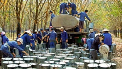 Vietnam earns $2 billion from rubber exports in 8M