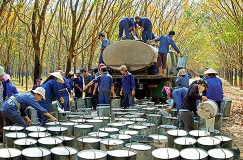 Vietnam earns $2 billion from rubber exports in 8M