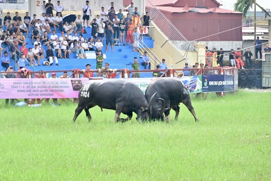 Lễ hội chọi trâu Đồ Sơn, Hải Phòng