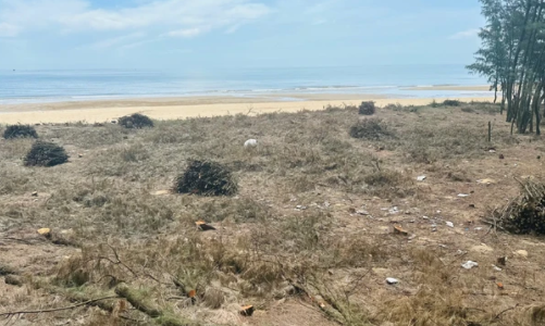 13,4 triệu USD phòng chống sa mạc hóa ven biển