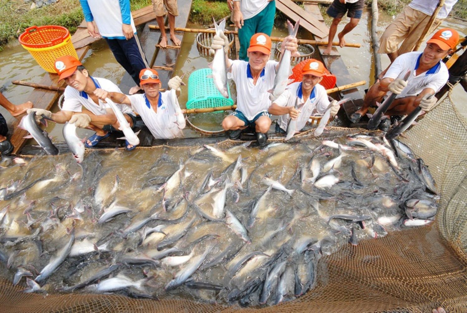 Nguồn cung hạn chế, giá cá tra nguyên liệu đang tăng.