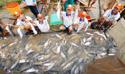 Xuất khẩu cá tra trên đà phục hồi dù thị trường nhiều biến động