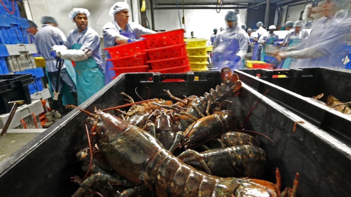 Giá trị xuất khẩu tôm tăng 23% so với cùng kỳ năm trước.