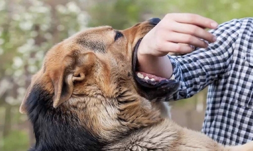 Gần 60 người tử vong vì bệnh dại, Bộ Y tế ra khuyến cáo phòng bệnh