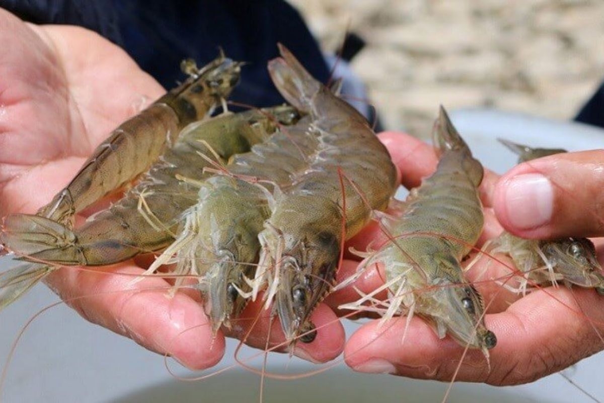 Nuôi tôm công nghệ cao giúp nâng cao chất lượng.