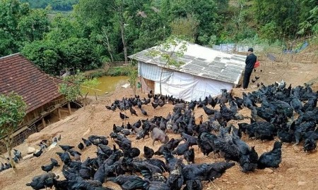 Mở lối phát triển kinh tế cho đồng bào vùng biên từ nuôi gà bản địa