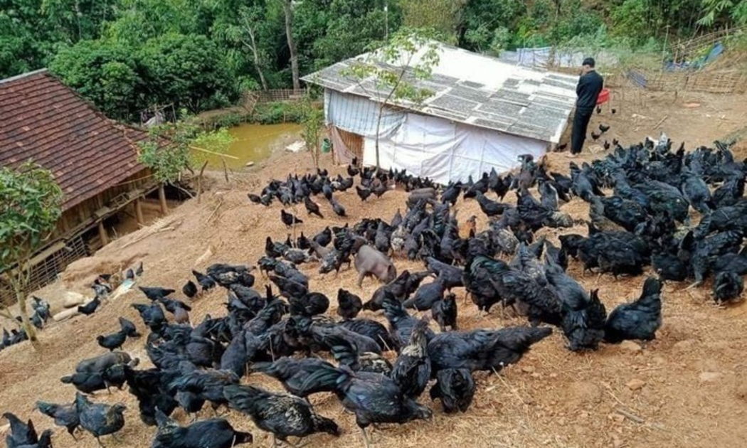 Đàn gà đen bản địa thích nghi tốt với khí hậu sương mù, lạnh giá quanh năm, trở thành lợi thế phát triển kinh tế vùng cao.