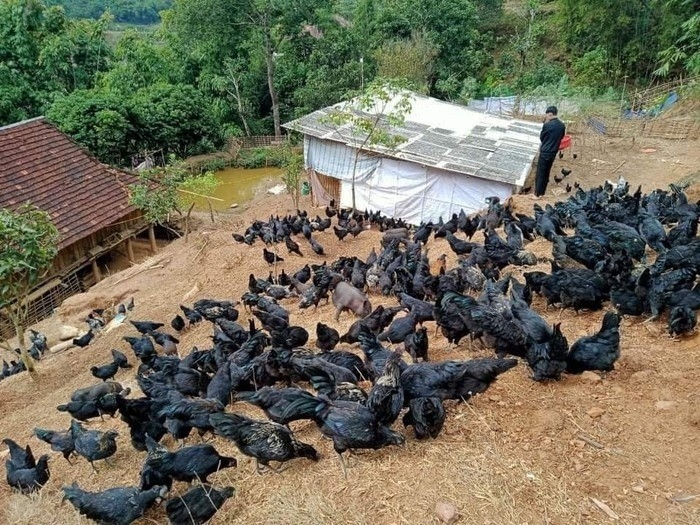 Đàn gà đen bản địa thích nghi tốt với khí hậu sương mù, lạnh giá quanh năm, trở thành lợi thế phát triển kinh tế vùng cao.