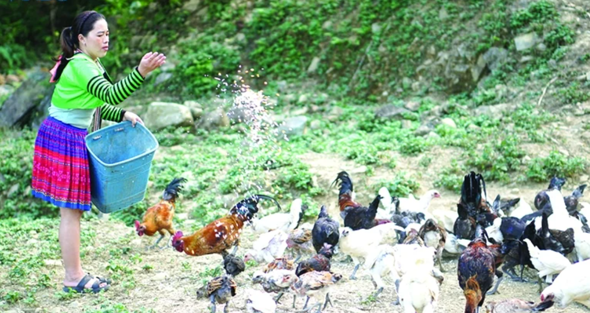 Gia đình anh Giàng A Vành, chị Thao Thị Chá xã Trung Lý nuôi gà đen bản địa quy mô lớn.