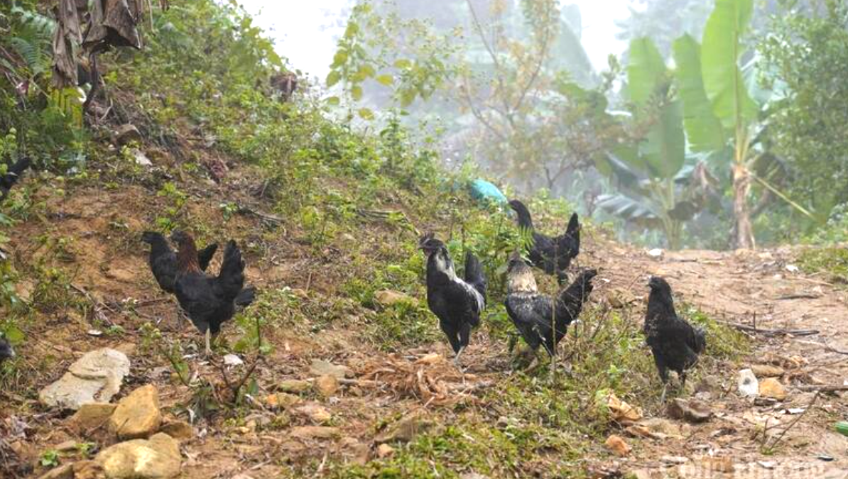 Đàn gà đen khỏe mạnh đang mải miết kiếm ăn dưới chân đồi