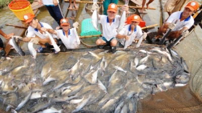Vietnam’s tra fish exports top $1.4 bln in 8M