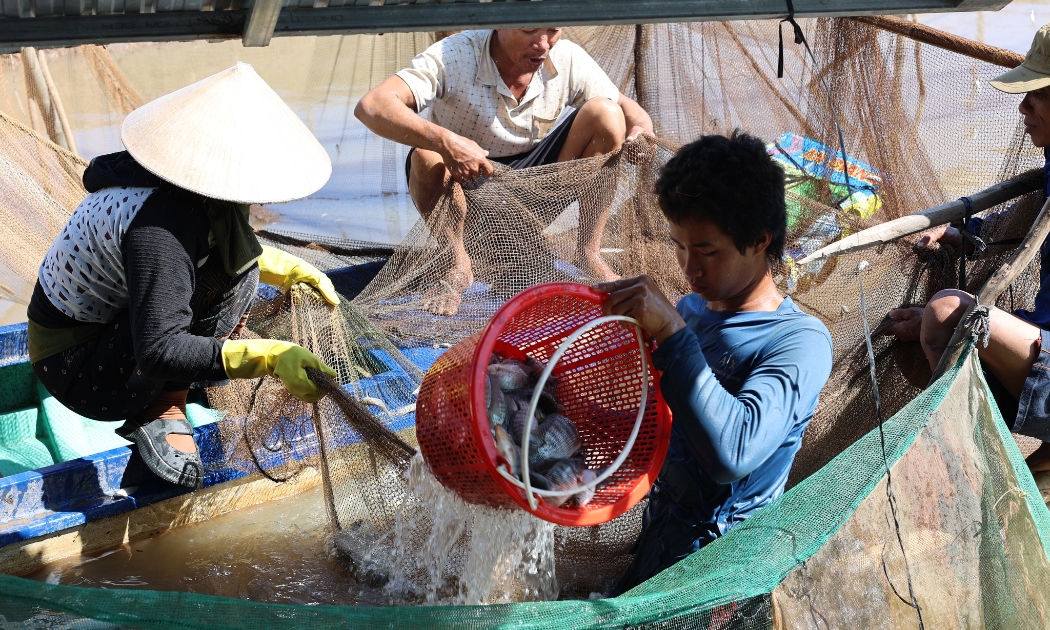 Tạo thêm sinh kế cho nông dân nhờ mô hình trữ cá mùa lũ tại Vườn quốc gia Tràm Chim. Ảnh: UNDP Việt Nam.