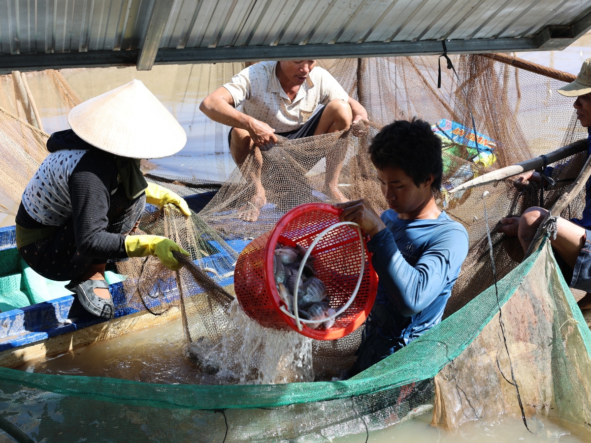 Tạo thêm sinh kế cho nông dân nhờ mô hình trữ cá mùa lũ tại Vườn quốc gia Tràm Chim. Ảnh: UNDP Việt Nam.
