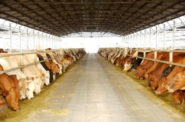 Hòa Phát dẫn đầu thị phần bò Úc tại Việt Nam.