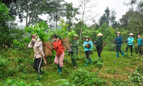 Nghệ An tiếp nhận hơn 356 tỷ đồng từ ERPA, mở rộng sinh kế cho người dân miền núi