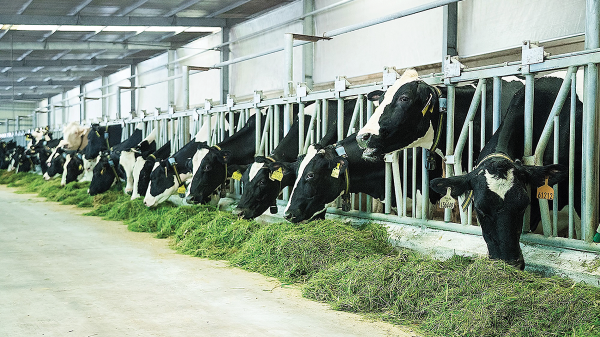 Chăn nuôi giảm phát thải khí nhà kính