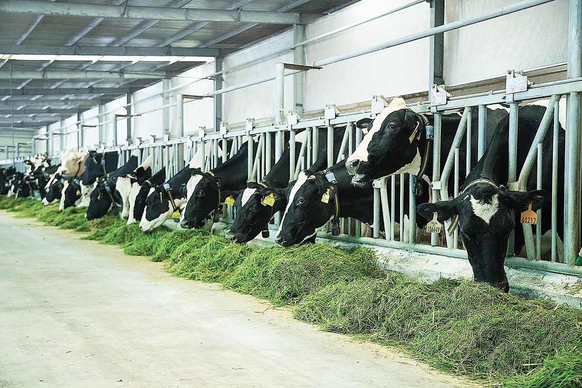 Chăn nuôi bò sửa tại trang trại TH