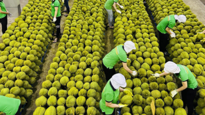 Growing requirements for fruit and vegetable exports