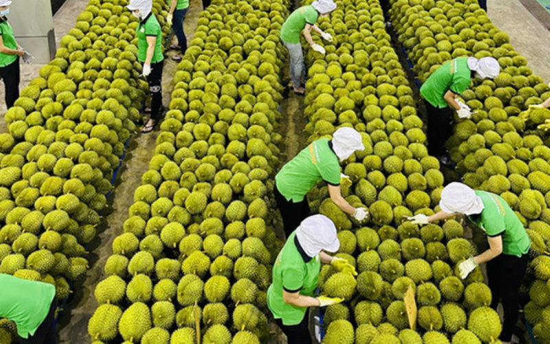 Growing requirements for fruit and vegetable exports