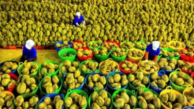 Vietnam’s fruit and vegetable exports hit record $1.3 bln in September