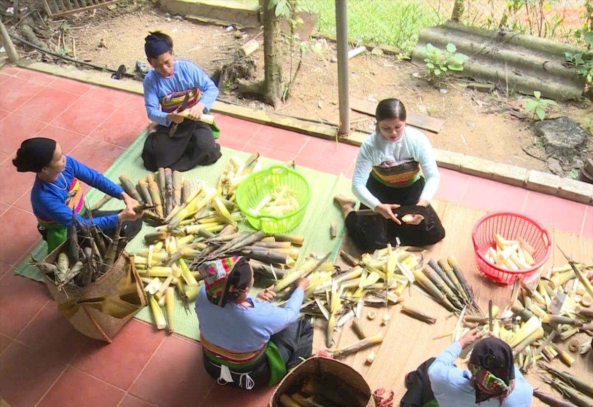 Măng rừng từ món ăn dân dã đến sản phẩm OCOP ở xứ Thanh. Ảnh: Quỳnh Trâm