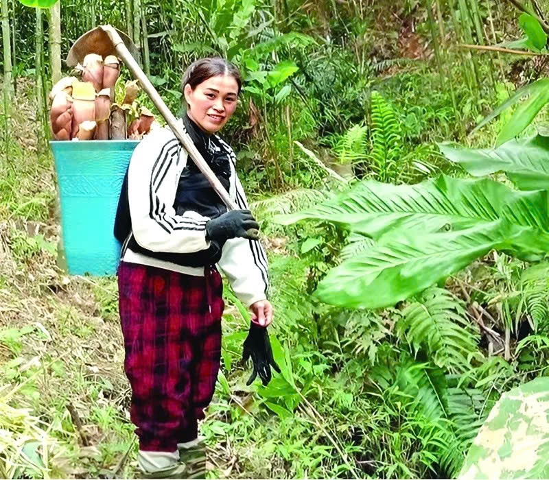 Người dân huyện biên giới Quan Sơn hái măng rừng. Ảnh: Quỳnh Trâm