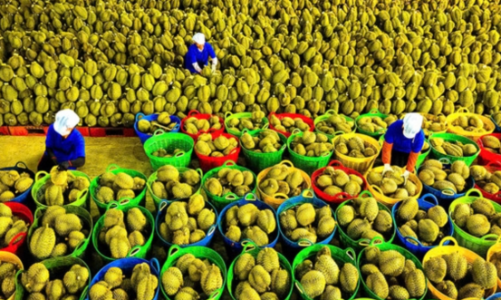 Xuất khẩu rau quả lập kỷ lục mới 