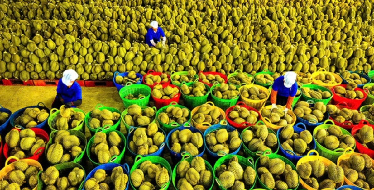 Xuất khẩu sầu riêng đã trở lại quỹ đạo tăng mạnh.