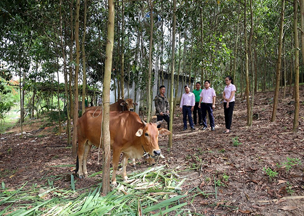 Từ vốn vay ưu đãi, nhiều nông dân nghèo miền núi Con Cuông (tỉnh Nghệ An) đã xây dựng nhiều mô hình mới, cho thu nhập cao.