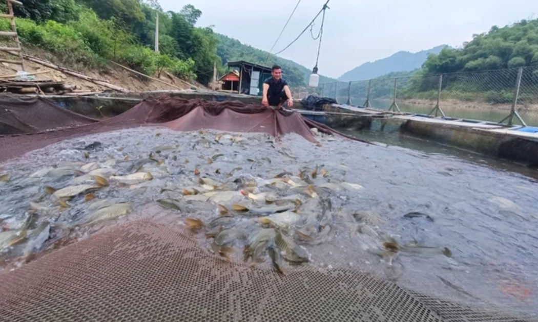 Lòng hồ thủy điện Trung Xuân được người dân tận dụng mặt nước lòng hồ để nuôi các loại cá nước ngọt.