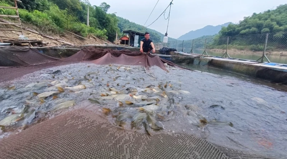 Lòng hồ thủy điện Trung Xuân được người dân tận dụng mặt nước lòng hồ để nuôi các loại cá nước ngọt.