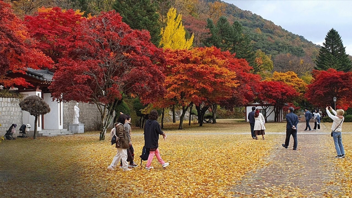 Giá tour Hàn Quốc dao động từ 16 - 22,99 triệu đồng/khách.