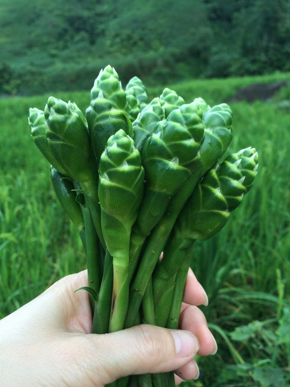Hoa gừng bó gọn, bán chừng 20.000 đồng/bó.