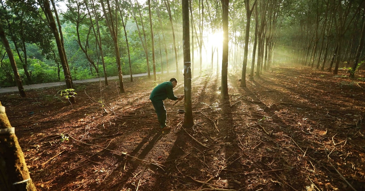 EU tạm hoãn EUDR: Tác động đến xuất khẩu nông sản