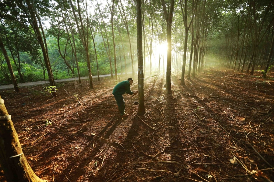 Ba mặt hàng là gỗ, cao su và cà phê nằm trong phạm vi điều chỉnh quy định của EU về chuỗi cung ứng không gây phá rừng và suy thoái rừng.