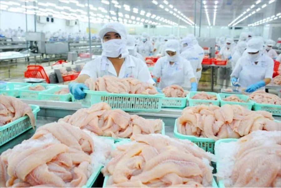 Cá tra Việt chủ yếu được xuất khẩu sang Nhật dưới dạng phi lê.