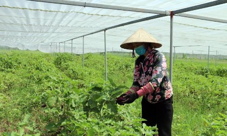 Hưng Yên: Giảm nghèo bền vững nhờ nội lực