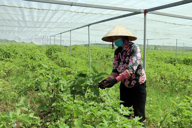 Thu hoạch rau tại HTX Rau an toàn Chiến Thắng, xã Tiên Lữ.