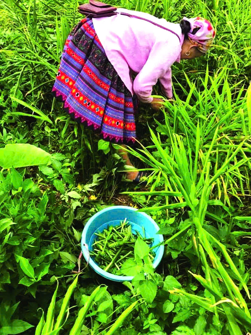 Kỳ Sơn hiện trồng hơn 468 ha gừng.