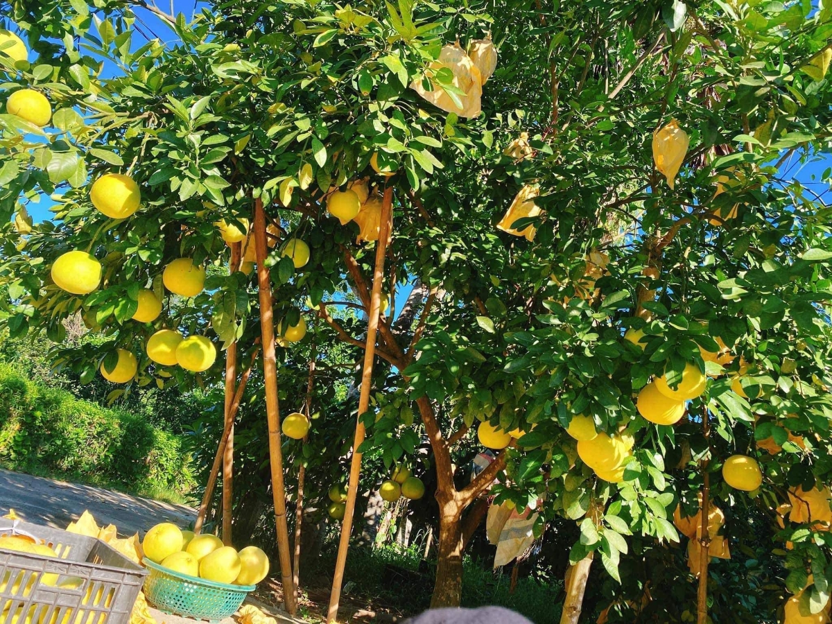 Bưởi Phúc Trạch là cây trồng chủ lực của nhiều xã miền núi Hà Tĩnh.