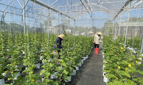 Quy mô gói tín dụng nông, lâm, thuỷ sản điều chỉnh lên mức 185.000 tỷ đồng