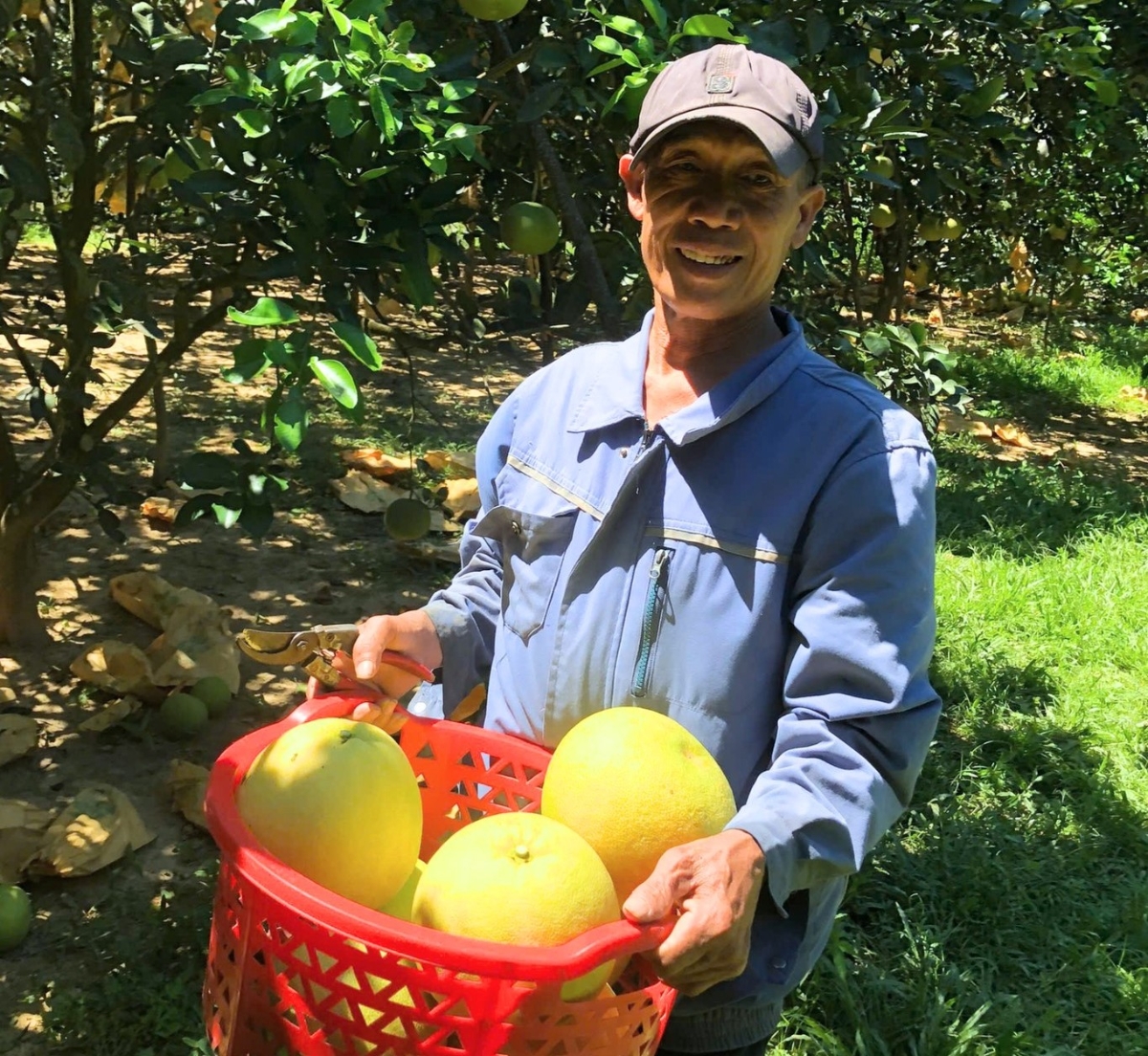 Nông dân nhiều vùng trồng bưởi Phúc Trạch phấn khởi vì bưởi được mùa, được giá.